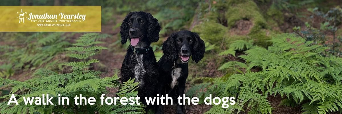 Two black dogs stand side by side amid lush green ferns in a forest. Both dogs have long ears and shiny fur, and they look alert and happy. The image caption reads "A walk in the forest with the dogs." A yellow banner at the top left corner displays the text "Jonathan Yearsley, Pet and Equine Photography.