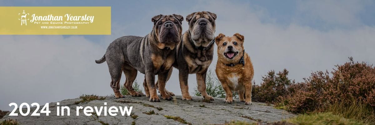 Three dogs stand on a rocky surface outdoors, with a cloudy sky in the background. Two are medium-sized and gray with wrinkled faces, and one is smaller with short brown fur. The text "2024 in review" appears in the lower left, with a yellow banner in the top left displaying a logo for Jonathan Yearsley Photography.