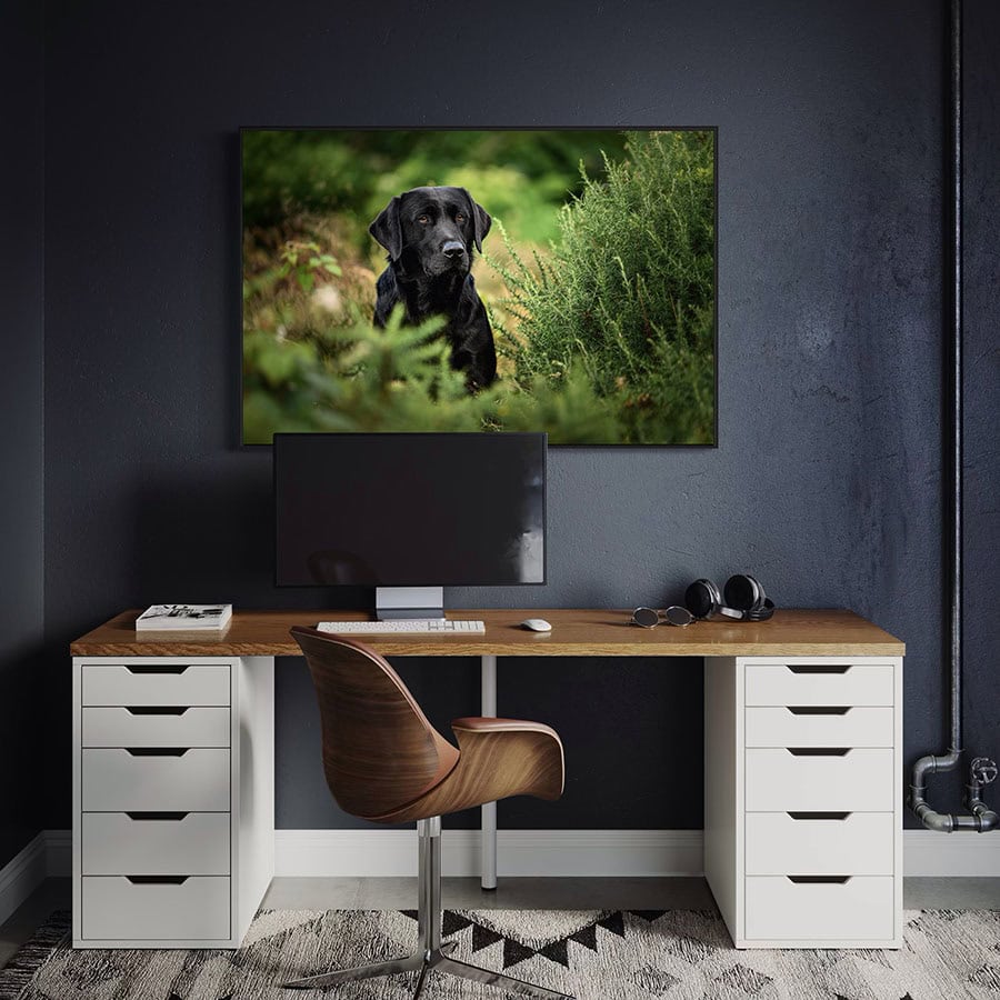 A modern office space features a wooden desk with white drawers, a computer monitor, keyboard, and headphones. Above the desk hangs a large photo of a black Labrador enjoying a walk in the forest. A wooden chair is tucked in, and the room has dark walls, exposed pipes, and a patterned rug on the floor.