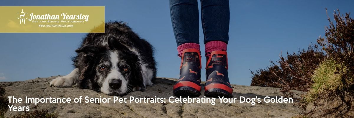 Border Collie senior dog portrait in natural light during outdoor photo session in North Wales