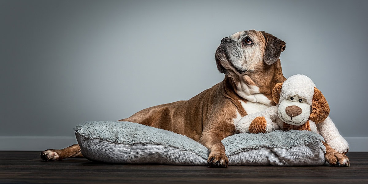 Elderly boxer dog holding a well-loved toy brought to the photo session by its owner