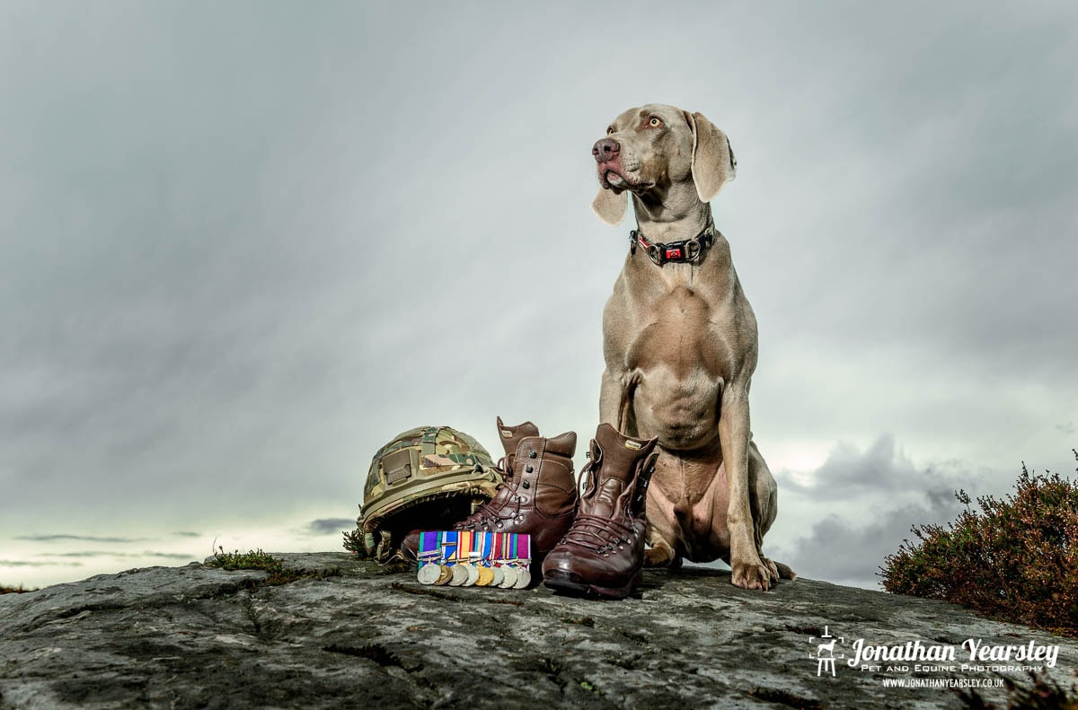 A tan Weimaraner sits on rocky ground outdoors beside military boots, a camouflage helmet, and six service medals. The sky is cloudy and dramatic—a striking example of dog photography