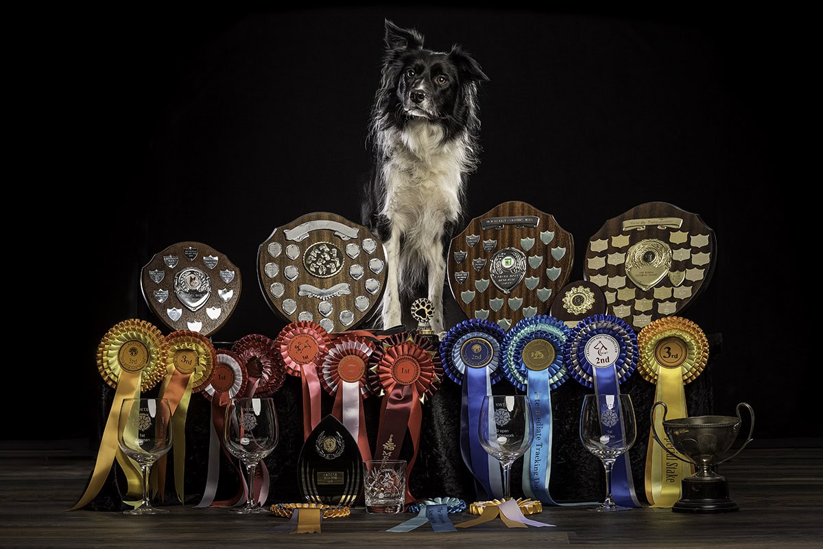 A black and white Border Collie sits proudly among numerous awards, including colourful rosettes, glass trophies, shields, plaques, and a gold cup