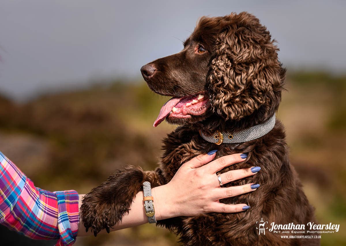 A brown curly-haired dog sits outdoors, looking to the side with its mouth open and tongue out. The dog and the owner have a matching collar and bracelet, A person with blue nail polish and a plaid shirt holds the dog's paw— a charming moment that showcases natural light, perfect for dog photography tips.
