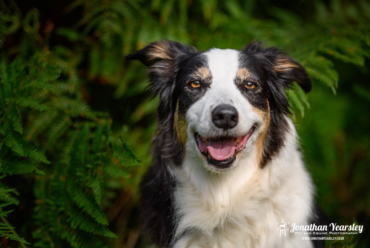 A happy Border Collie with black, white, and tan fur sits outdoors in front of lush green ferns, mouth open as if smiling—perfect for a senior dog photography session. The dog’s bright eyes and highlighted face shine. “Jonathan Yearsley” watermark appears bottom right.