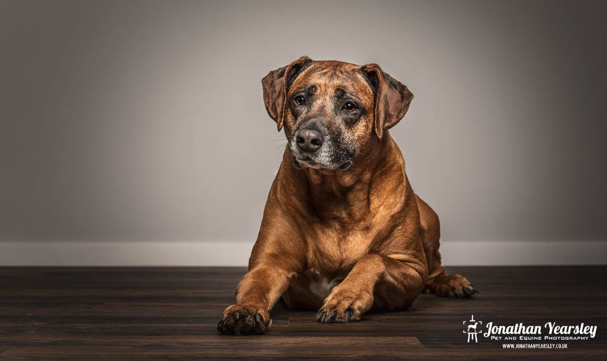 A senior brown dog with a graying muzzle lies on a dark wooden floor against a plain gray backdrop. Captured during a senior dog photography session, the dog faces forward with a gentle, calm expression and the photographer's watermark at the bottom right.