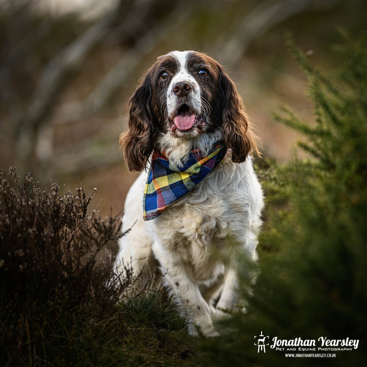 A brown and white spaniel stands outdoors among green bushes, wearing a colorful plaid bandana—captured during a senior dog photography session. Its tongue is out, ears hang down, and the background softly blurs. "Jonathan Yearsley Pet and Equine Photography" appears in the corner.