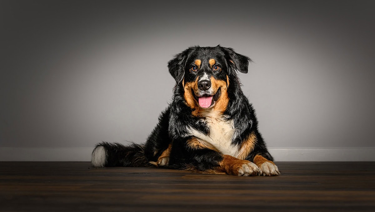 Nervous Bernese Mountain Dog calmly sitting in dog-friendly professional studio