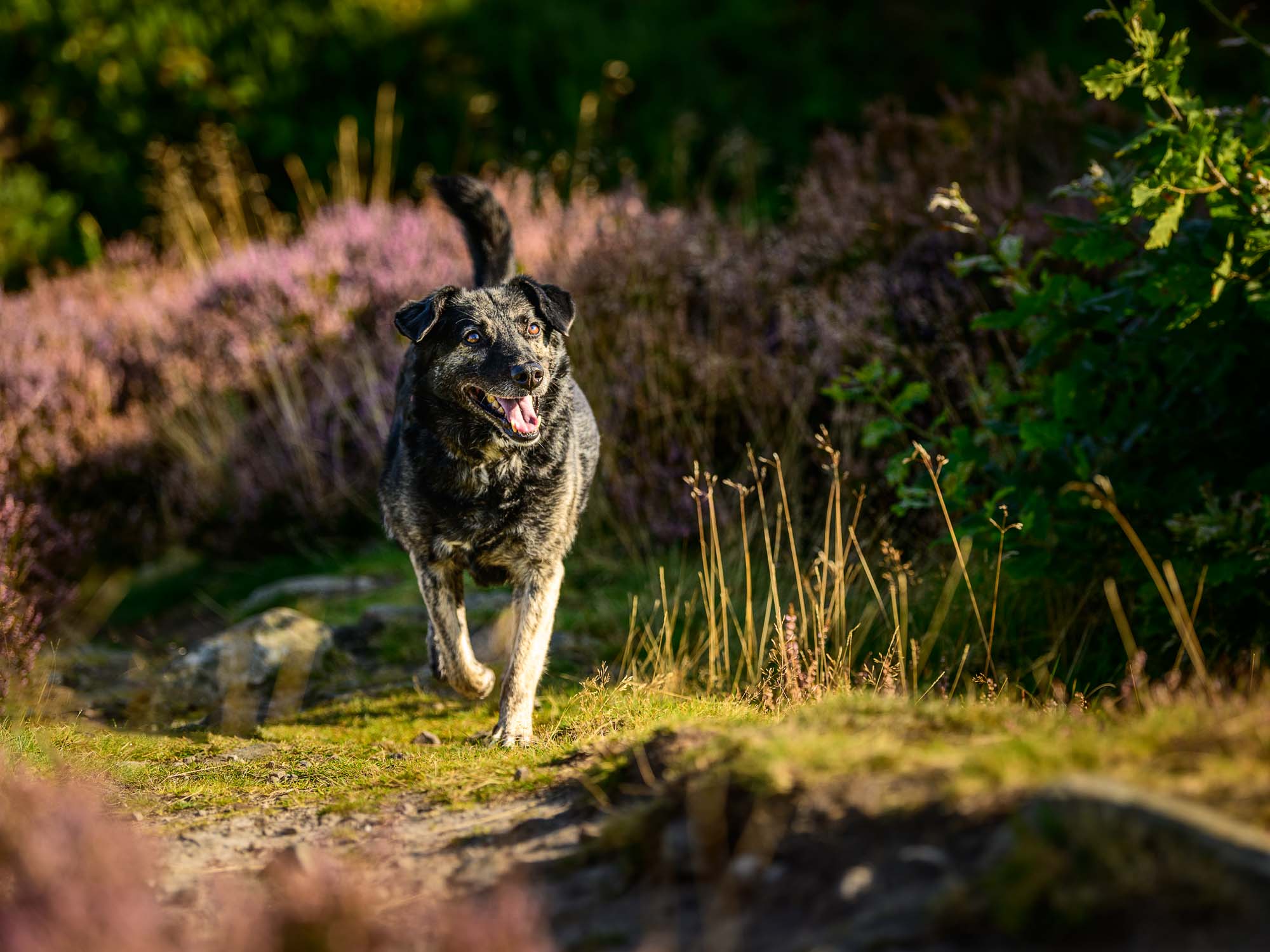 A black and gray dog with a happy expression runs along a sunlit, grassy path surrounded by purple heather and green bushes, with its tongue out and tail up on a bright day.
