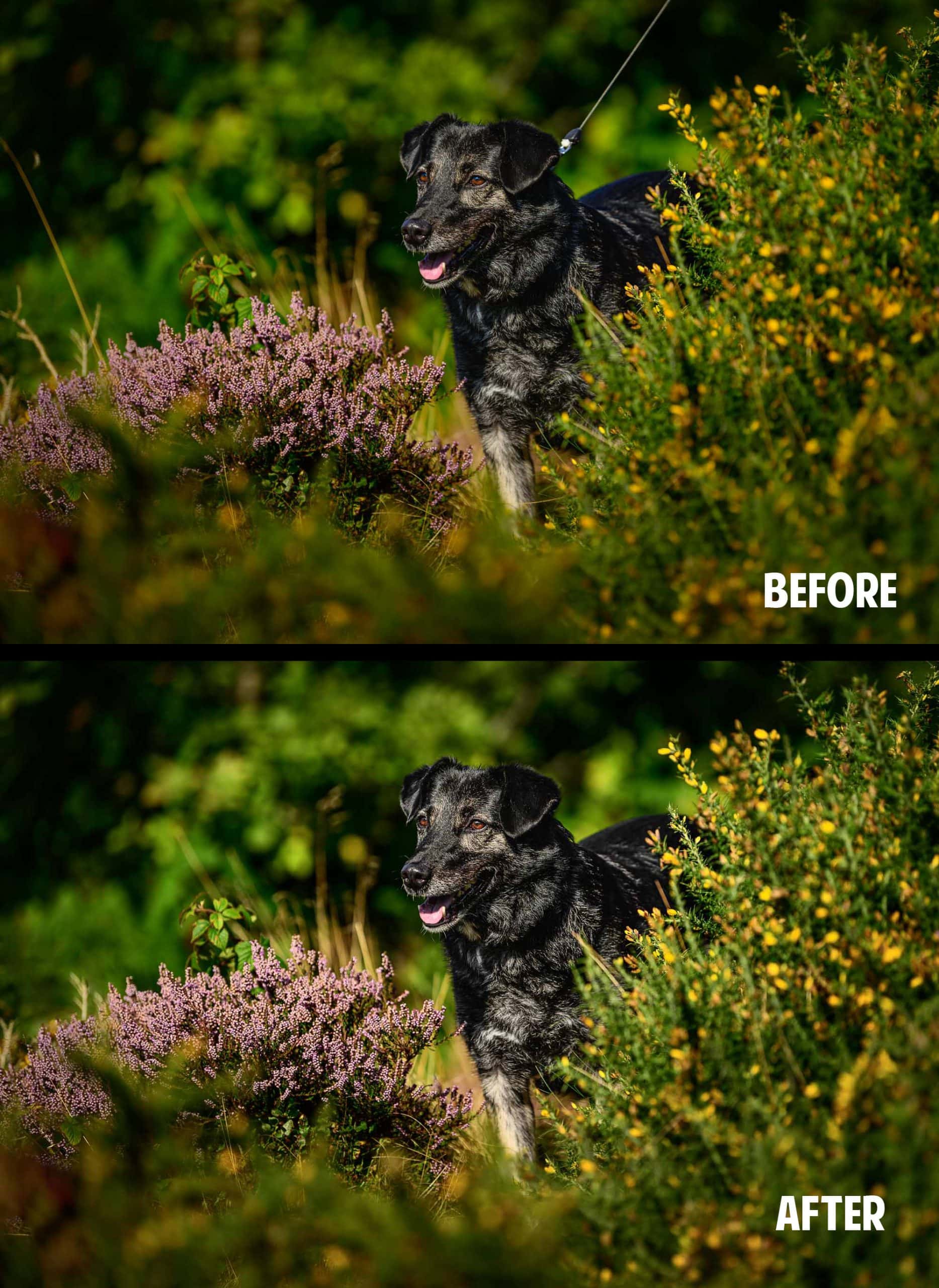 A split image of how to photograph a nervous rescue dog on a lead and how it would look when edited